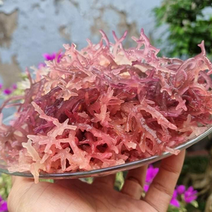 Musgo de mar natural a granel al por mayor y al por menor de Vietnam - Product Image 1