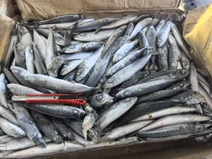 Vente en gros de poisson maquereau du Pacifique surgelé IQF avec une durée de conservation de 12 mois Emballage en vrac comestible Prix bas - Product Image 6