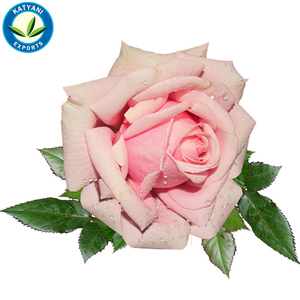 Vente en gros en vrac Huile essentielle de rose biologique 100% pure de haute qualité pour les soins de la peau et l'aromathérapie avec marque privée - Product Image 3