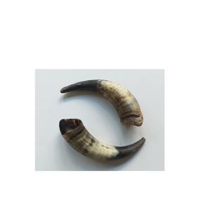 Venta caliente mejor calidad par de cuerno de vaca producto hecho a mano con precio barato tamaño grande y pequeño par de cuerno de búfalo - Product Image 3