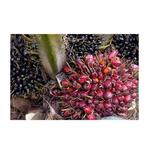 Precio de Venta caliente de frutos de palma secos/Frescos/nueces a granel - Product Image 1