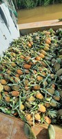 Bron Verse Ananas Voor Verkoop Oorsprong Vietnam Fruit Exporteur Verse Pijnboomappels Voor Export