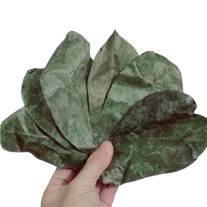 Feuilles de corossol séchées/Feuilles de corossol séchées Feuilles de corossol entières de haute qualité/Feuille de corossol sèche - Product Image 6