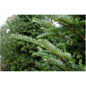 Árbol de Navidad de Abeto Fraser de 7 pies, completo, exuberante, aromático, fácil de decorar para las celebraciones navideñas - Product Image 5