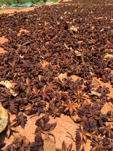 Anis étoilé 100% naturel séché au soleil Anis étoilé Vietnam quantité en vrac disponible pour l'exportation - Product Image 4