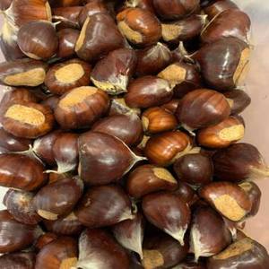 Nouvelle récolte de châtaignes, châtaignes de nouvelle saison, vente en gros d'usine, châtaignes fraîches à bas prix - Product Image 1