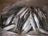 Poisson de sardine congelé rond entier de style congelé de mer pour le thon Appât pour les conserves en vente sardinella aurita