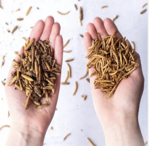 Venta al por mayor de gusanos secos naturales puros alimentos para mascotas piensos para animales - Product Image 6