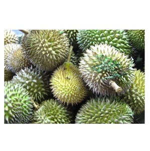 Fruta fresca Durian de Vietnam de alta calidad para exportación Tipo de origen Durian fresco Buen Precio de alta calidad - Product Image 3