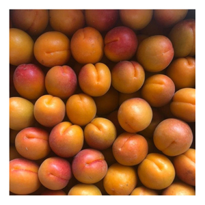 Натуральный 100% желтый премиум класса сладкий вкус большой размер период Органические свежие абрикосы