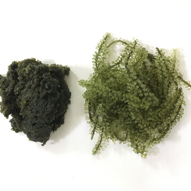 [ GREEN FOOD ] Salted Sea Grapes / Dehydrated Seaweed / Organic - Umibudo - Green Caviar - Caulerpa Lentillifera FROM VIETNAM