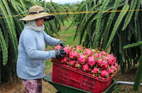 Goedkope Prijs Seizoen Dragon Fruit Fruit Uit Vietnam Export Naar Eu, Usa, Korea
