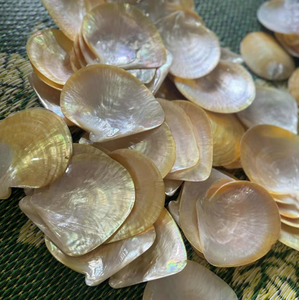 Conchas naturales para portavelas | Acabado pulido, seguro y duradero | Alto servicio y respuesta rápida - Product Image 4