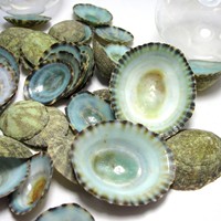 Coquille de limpet vert naturel séchée, limpets secs et propres, collection de coquillages marins, prix de gros compétitif