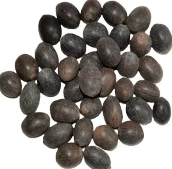 Jatropha Seeds Wholesale Price