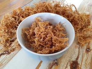 2024 Vendedor caliente Irish Seamoss Roasted Wildcrafted Sea Ninh Thuan de Vietnam Nori Algas en forma de polvo servidas en una bolsa - Product Image 6