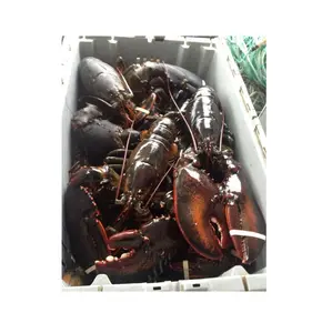 Homards canadiens de qualité supérieure frais/vivants/surgelés (fruits de mer) à vendre au prix de gros le moins cher