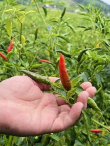 พริกเรดลี่เบิร์ดส์แบบดิบขายส่งจากเวียดนามพริกสดคุณภาพสูงเผ็ด30กก./แพ็ค - Product Image 3