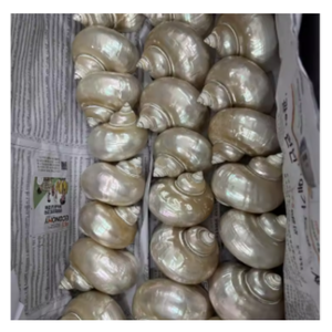 เปลือกหอยเทอร์โบเบอร์เนสธรรมชาติจากเวียดนามสำหรับตกแต่งบ้านชายฝั่ง - Product Image 1