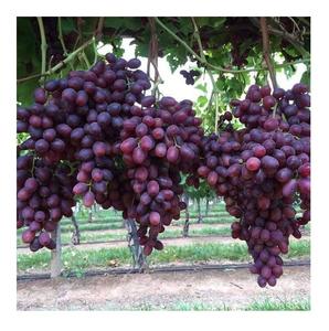 องุ่นไวท์โกลบไร้เมล็ด ผลไม้สดออร์แกนิกคุณภาพดีที่สุด สต็อกสดใหม่ ขายส่งจำนวนมาก ส่งออก - Product Image 6