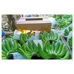 Bananes Cavendish fraîches avec goût sucré naturel de qualité supérieure et longue durée de conservation pour l'exportation dans le monde entier - Product Image 3