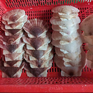 Venta al por mayor de conchas de vieiras blancas naturales grandes de Vietnam, artesanías de decoración del hogar de estilo animal pulido listas para exportar - Product Image 2