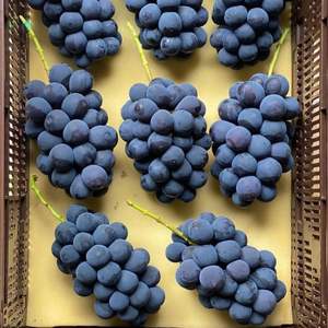 Uvas Negras Reales Fesh de Otoño - Uvas de Mesa Grandes Sin Semillas Clase 1, Duración de 30+ Días, para Exportación Mayorista Premium - Product Image 5