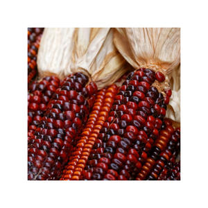 Granos de maíz rojo enteros para fabricantes y revendedores de alimentos - Product Image 6