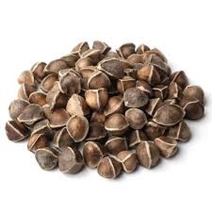 Graines de Moringa Sauvage, Approvisionnement Direct, Origine Afrique - Product Image 6