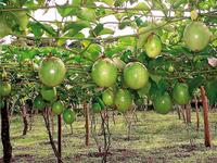 Planta de maracuyá