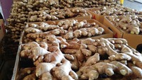 样品免费1千克鲜姜价格淡黄色老鲜姜越南香料出口商各种尺寸好价格OEM-ANNA DO