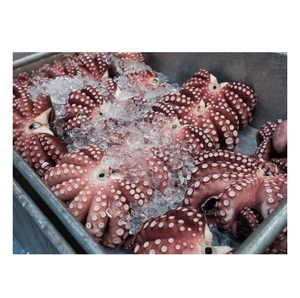 Pulpo Gigante Entero (Congelado) de la Mejor Calidad a Precio de Oferta - Product Image 4