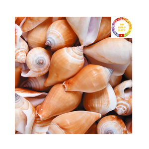 Coquillages de Strombidae authentiques Trésors marins naturels pour décoration artistique et artisanat à des tarifs compétitifs - Product Image 4