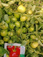 Tomatenhybride ROCK F1 Zaden - 99,9% Zuiverheid 90% Kiembare Zaden Rode Ovale Vruchten Oorsprong Pakistan Merk Moon Star