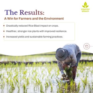 Meilleur produit agricole MagicGro Plus Promoteur de croissance du riz - Product Image 5