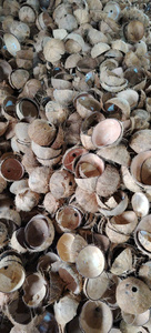 Material de Cáscara de Coco Cruda Premium de Vietnam, Perfecto para Artesanías, Producción de Carbón Vegetal y Exportación a Compradores de Todo el Mundo - Product Image 2
