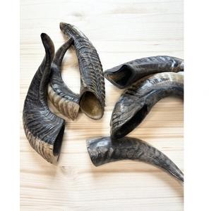 Vrais cornes de mouton naturelles polies pour la décoration et l'artisanat, de haute qualité - Product Image 1