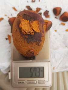 Cálculos biliares de ganado, Cálculos biliares de vaca, Cálculos biliares de buey - Product Image 6