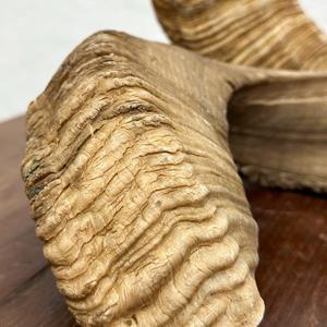 เขาแกะแท้คู่  เขาดิบธรรมชาติ สำหรับตกแต่งและงานฝีมือ คุณภาพสูง - Product Image 5