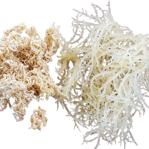 มอสทะเลคุณภาพมอสทะเลไอริชขายส่ง - Product Image 1