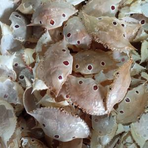 CONCHA DE CANGREJO SECA AL MEJOR PRECIO/POLVO DE CONCHA DE CANGREJO DE CALIDAD/FABRICANTE Y EXPORTADOR DE CONCHA DE CANGREJO SECA DE VIET NAM - Product Image 6