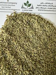 Graines de fenouil crues séchées égyptiennes de qualité supérieure pour le marché d'exportation européen - Product Image 2