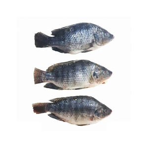 ปลานิลแช่แข็ง/ปลานิลแช่แข็งทั้งตัว - Product Image 6