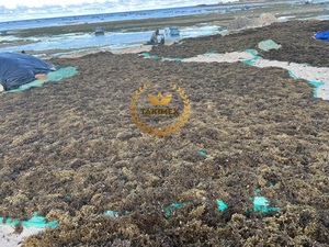 VENTES CHAUDES SARGASSUM ALGUE SÉCHÉE pour ALIMENTS POUR ANIMAUX pour le VIETNAM - Product Image 4