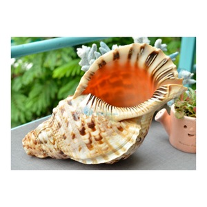 Triton y caracolas recogidas a mano. Triton y caracolas pulidas. Perfecto para la decoración del hogar: Triton/concha de Vietnam. - Product Image 2