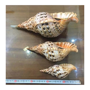 Trompeta Triton Shell de Vietnam utilizado para el interior temático del océano por 99 Gold Data Trumpet Triton Shell Manufacturer - Product Image 6