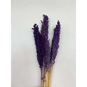 ดอกข้าวฟ่างแห้ง - Product Image 4