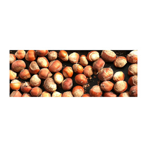 Noisettes fraîches récoltées, prêtes pour le chargement en vrac et la livraison rapide - Product Image 1