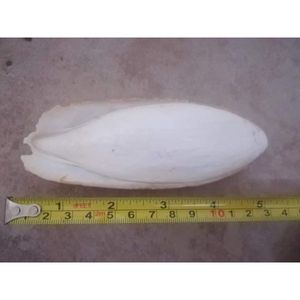 Pour l'alimentation des animaux Os de seiche séché disponible à prix économique - Product Image 3