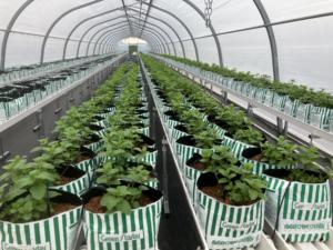 Sistemas Hidropónicos Plug and Play y Torre Aeropónica para Cultivos en Interiores, Fácil Instalación y Operación - Product Image 5